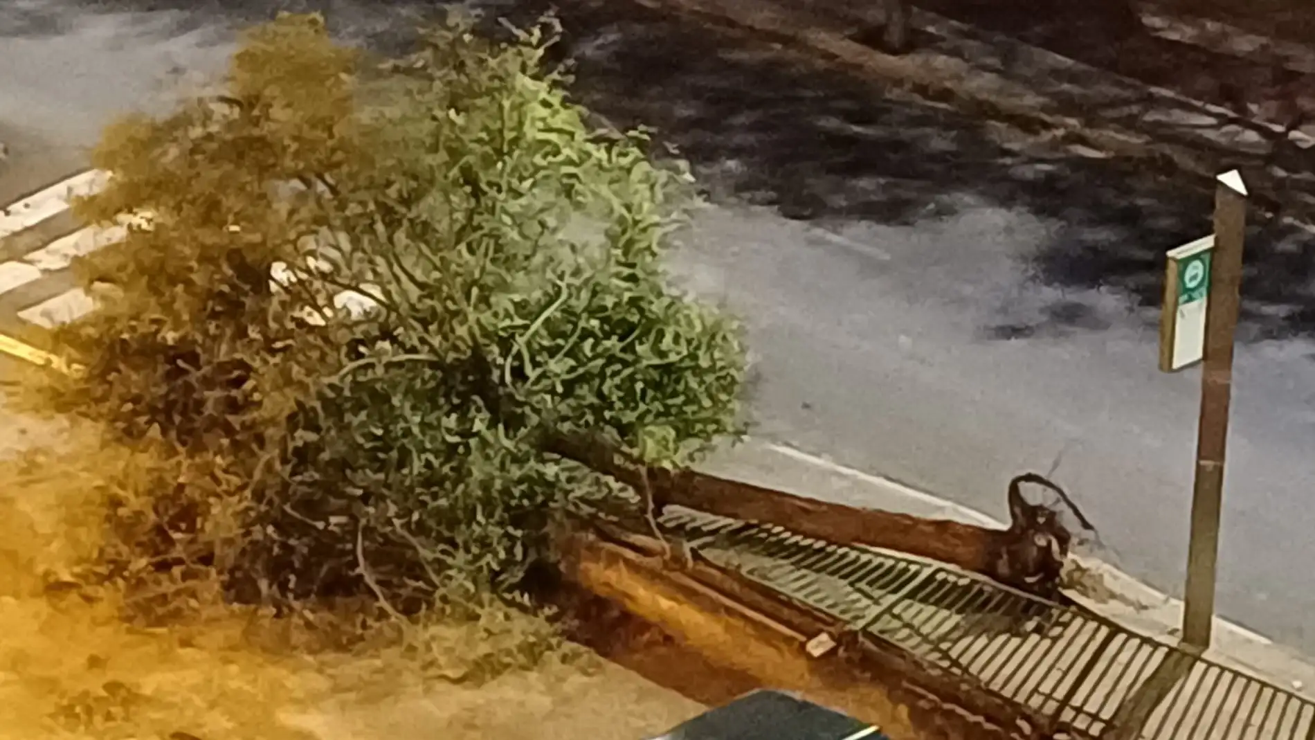 Árbol caído en la Av. Menéndez Pidal