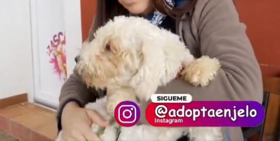 Adopta en JELO: Janet, una preciosa caniche rescatada por la Guardia Civil Adopta en JELO: Janet, una preciosa caniche rescatada por la Guardia Civil