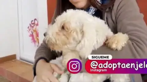 Adopta en Jelo Adopta en Jelo
