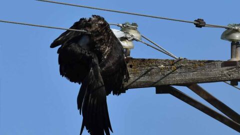 Cigüeña negra en un poste