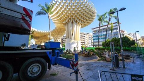 El ficus de la Encarnación, el último que quedaba en esta plaza céntrica de Sevilla, ha sido ya completamente talado