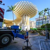 El ficus de la Encarnación, el último que quedaba en esta plaza céntrica de Sevilla, ha sido ya completamente talado El ficus de la Encarnación, el último que quedaba en esta plaza céntrica de Sevilla, ha sido ya completamente talado