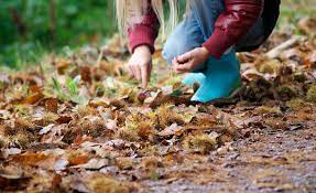 O Psoe amosa o seu total apoio ó sector da castaña que afronta grandes perdas O Psoe amosa o seu total apoio ó sector da castaña que afronta grandes perdas