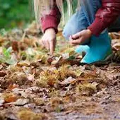 A Xunta potencia a xestión activa de sector da castaña para reforzar este producto A Xunta potencia a xestión activa de sector da castaña para reforzar este producto