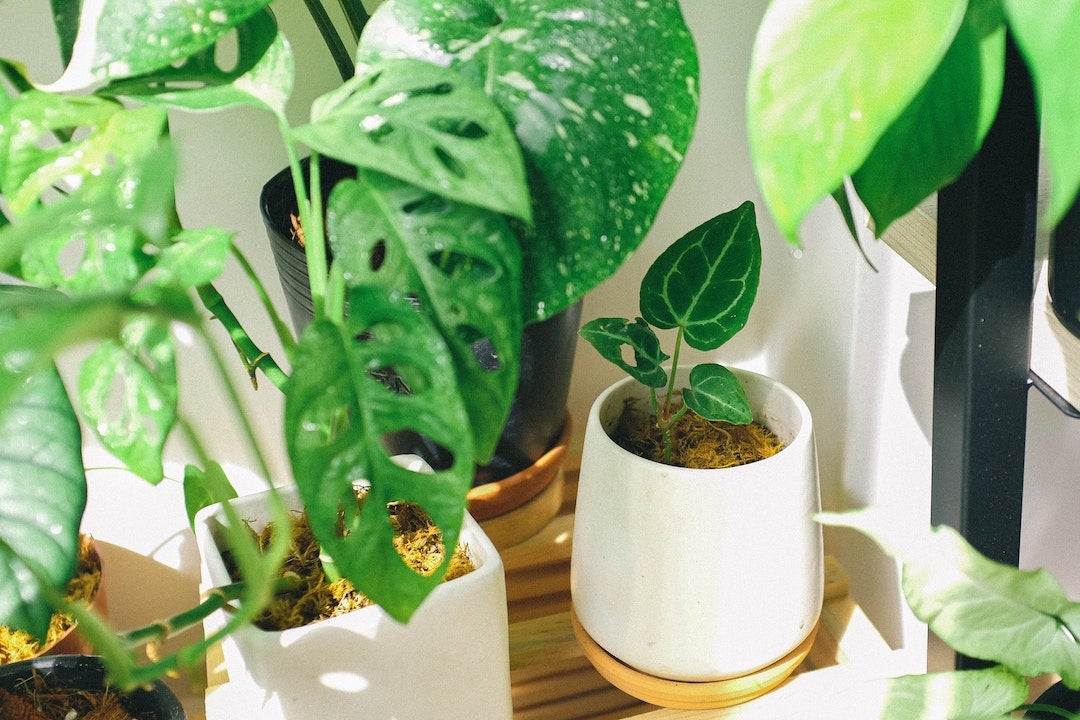 Las plantas: su comportamiento y la tecnología al servicio de la naturaleza Las plantas: su comportamiento y la tecnología al servicio de la naturaleza