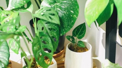 Imagen de archivo de unas plantas
