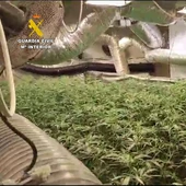 Dos detenidos en la incautación de 700.000 cigarrillos de contrabando y 649 plantas de marihuana entre San José Obrero y Guadalcacín Dos detenidos en la incautación de 700.000 cigarrillos de contrabando y 649 plantas de marihuana entre San José Obrero y Guadalcacín