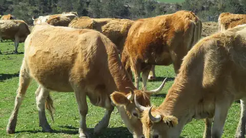 Foto de archivo de vacas de ganadería extensiva Navarra registra 10 vacas muertas por fiebre hemorrágica epizoótica