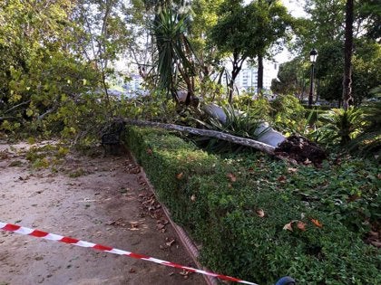 Más de 206.000 kilos de ramas, hojas y árboles recogidos tras el paso de Bernard Más de 206.000 kilos de ramas, hojas y árboles recogidos tras el paso de Bernard