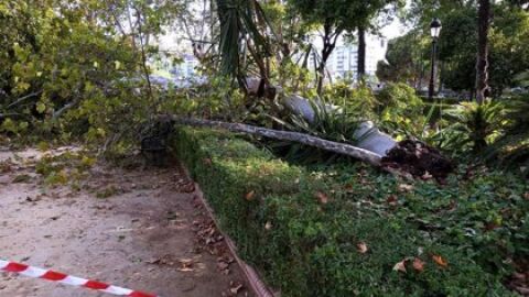 Cáida de na rama en los Jardines del Cristina