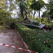 Cáida de na rama en los Jardines del Cristina Cáida de na rama en los Jardines del Cristina