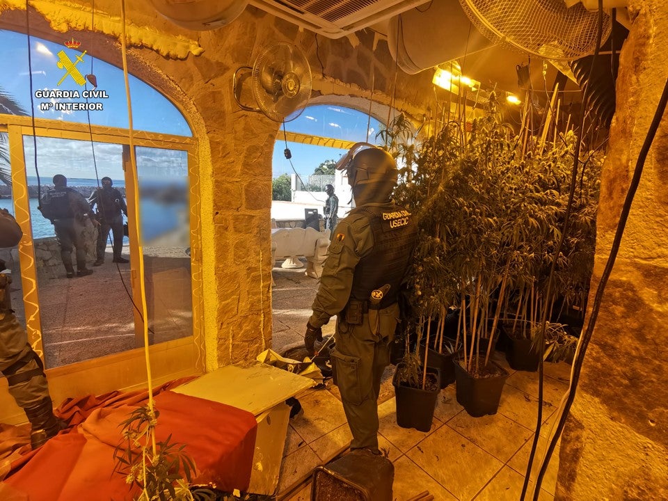 La Guardia Civil desmantela una plantación ilegal de marihuana en Calp La Guardia Civil desmantela una plantación ilegal de marihuana en Calp
