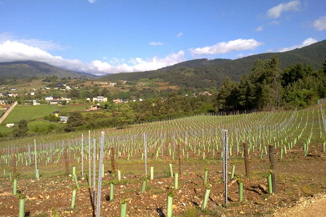 A Xunta apoia o sector vitinvinícola con axudas para a adquisición de uva A Xunta apoia o sector vitinvinícola con axudas para a adquisición de uva