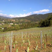 A Xunta apoia o sector vitinvinícola con axudas para a adquisición de uva