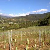 A Xunta apoia o sector vitinvinícola con axudas para a adquisición de uva A Xunta apoia o sector vitinvinícola con axudas para a adquisición de uva