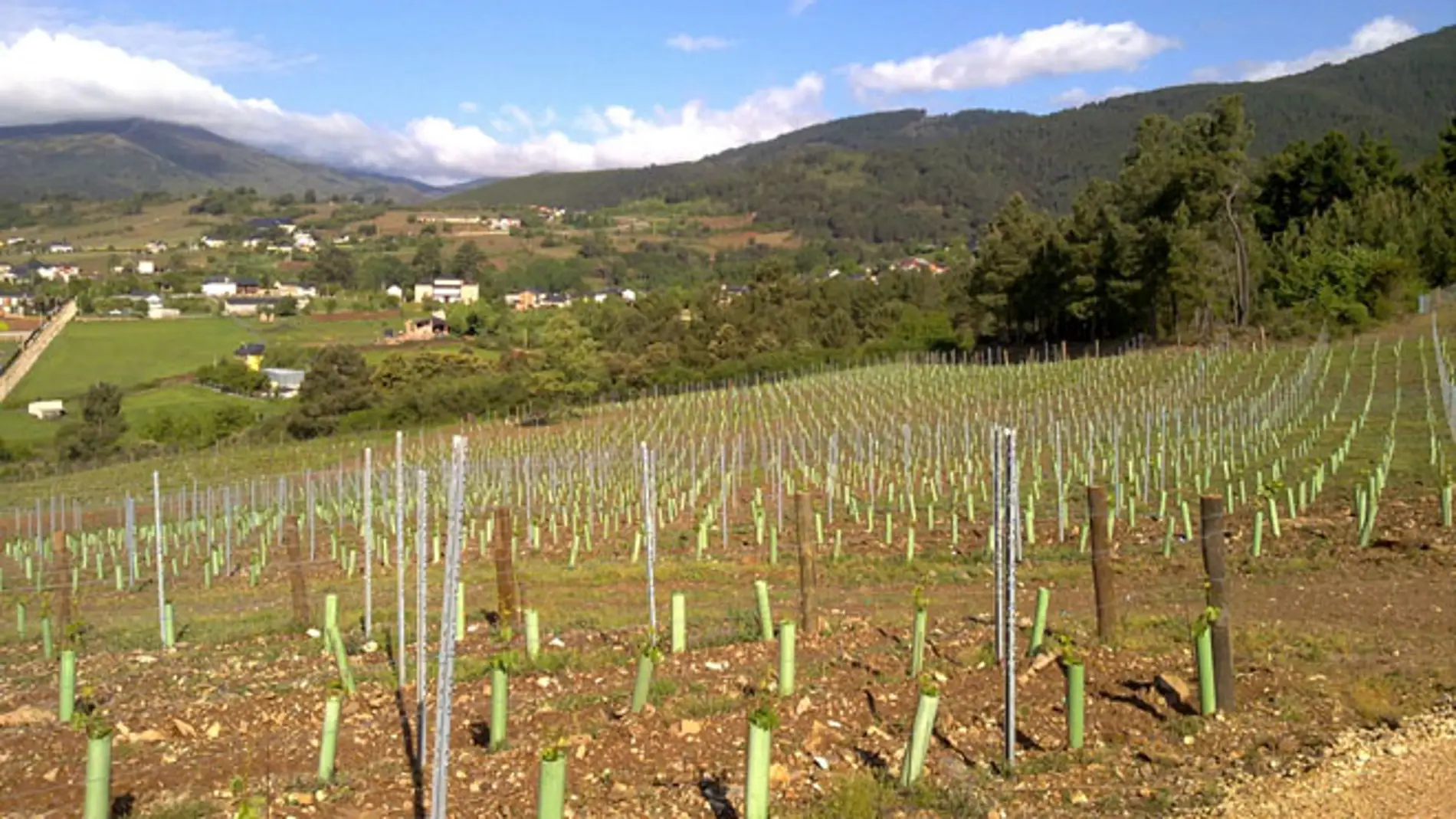 A Xunta apoia o sector vitinvinícola con axudas para a adquisición de uva