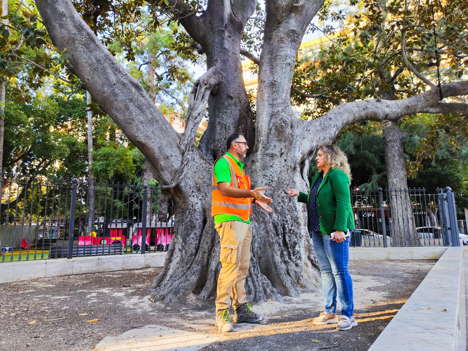 Medio Ambiente realiza trabajos de conservación y mantenimiento en el ficus monumental de Orihuela Medio Ambiente realiza trabajos de conservación y mantenimiento en el ficus monumental de Orihuela