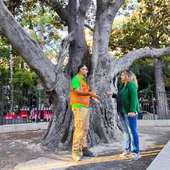 Medio Ambiente realiza trabajos de conservación y mantenimiento en el ficus monumental de Orihuela Medio Ambiente realiza trabajos de conservación y mantenimiento en el ficus monumental de Orihuela