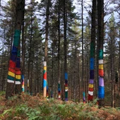 Nuevo Bosque de Oma Nuevo Bosque de Oma