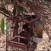 Investigada una persona por capturar pájaros silvestres