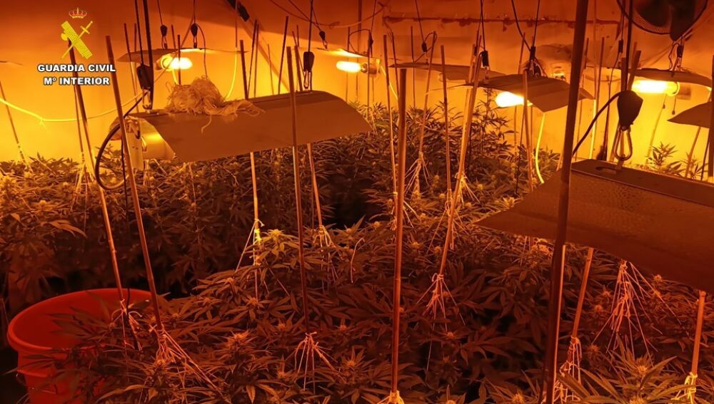 Una de las plantaciones de marihuana desmanteladas.