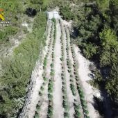 Vista aérea de una de las plantaciones de marihuana desmanteladas.