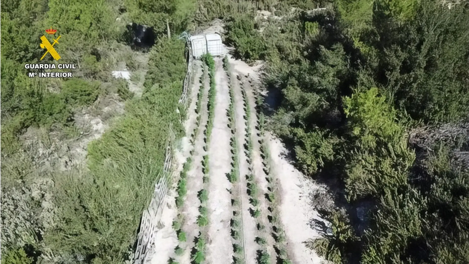 Vista aérea de una de las plantaciones de marihuana desmanteladas.