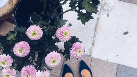 Crisantemos Crisantemos