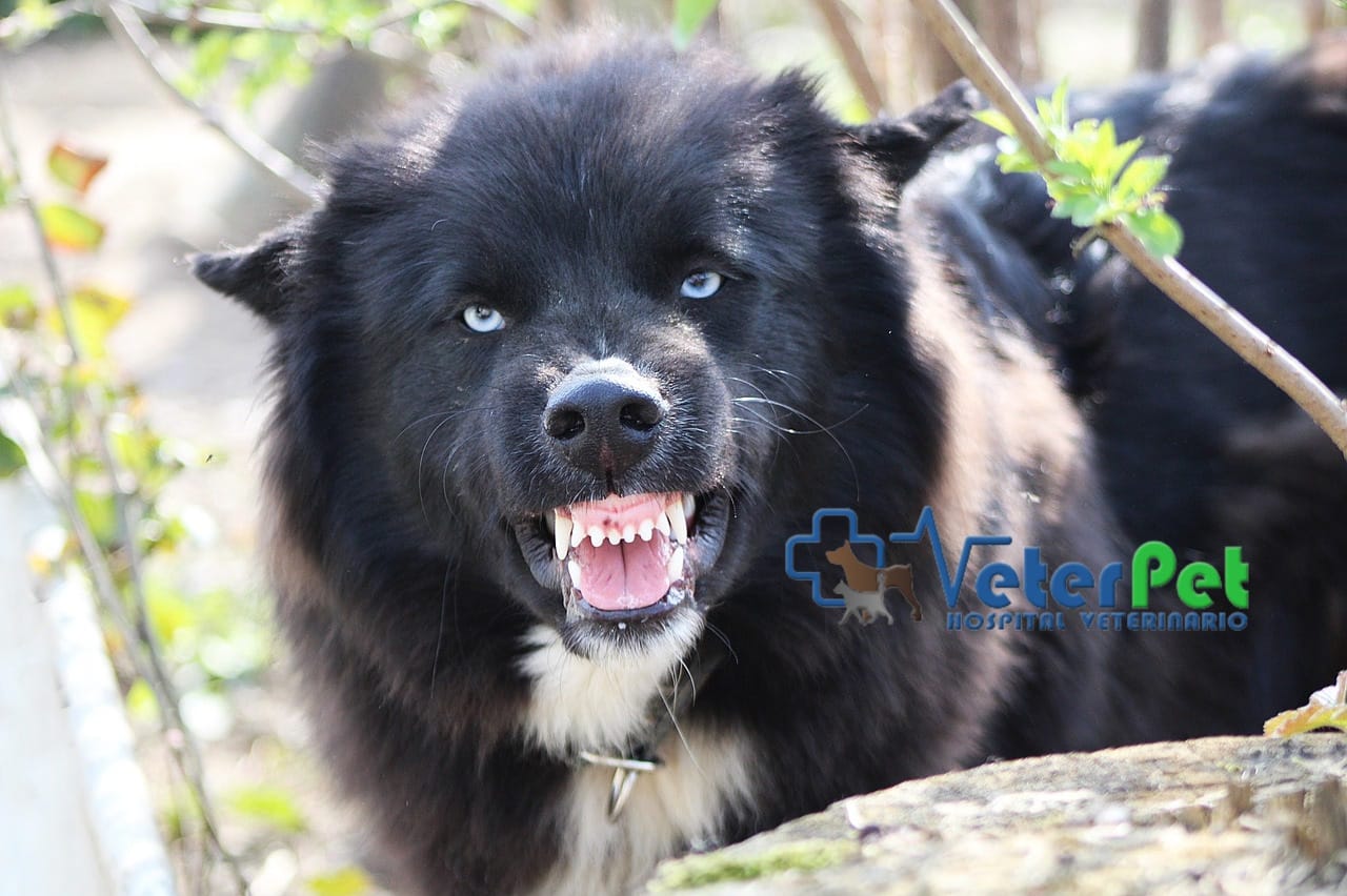 El adiestrador canino Ángel Osuna explica cómo actuar ante el ataque de un perro El adiestrador canino Ángel Osuna explica cómo actuar ante el ataque de un perro