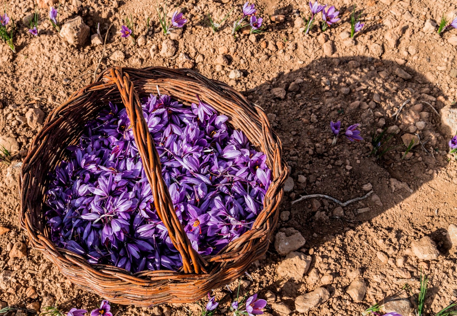 La cosecha del azafrán del Jiloca se reducirá un tercio La cosecha del azafrán del Jiloca se reducirá un tercio