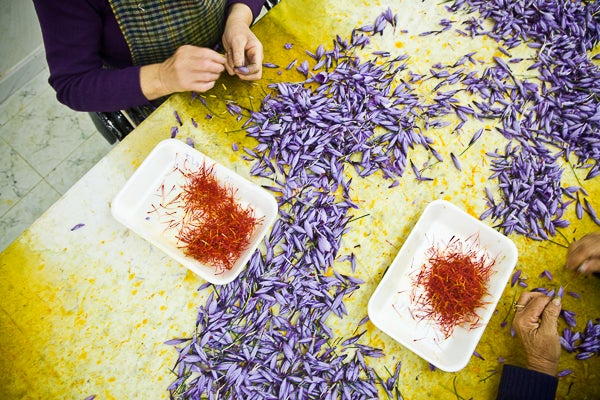 Consuegra celebra la Fiesta de la Rosa del Azafrán Consuegra celebra la Fiesta de la Rosa del Azafrán