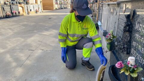 El agua estancada de las flores es uno de los principales focos de mosquitos 