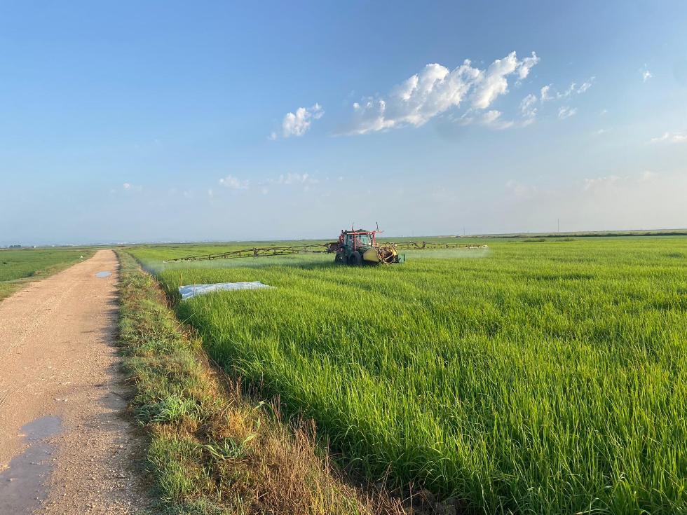 La Cooperativa Unión Cristiana de Sueca coordina el desarrollo de un modelo predictivo para optimizar el uso de fitosanitarios y fertilizantes en el cultivo del arroz La Cooperativa Unión Cristiana de Sueca coordina el desarrollo de un modelo predictivo para optimizar el uso de fitosanitarios y fertilizantes en el cultivo del arroz