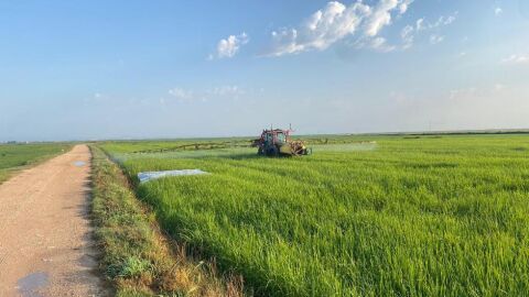 Arrozal de Sueca en pleno tratamiento fitosanitario