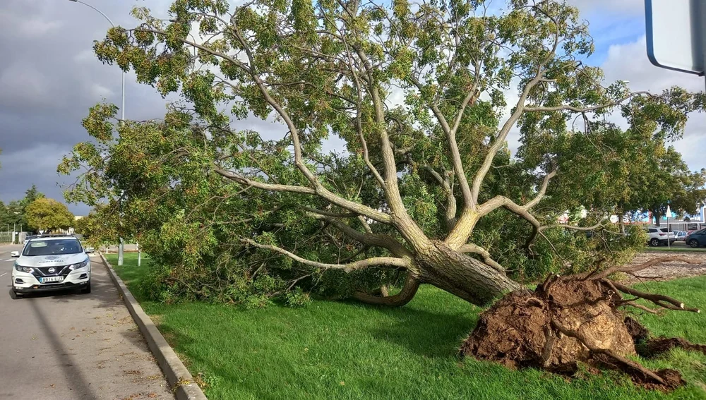 El viento ha provocado la caída de árboles en Ciudad Real