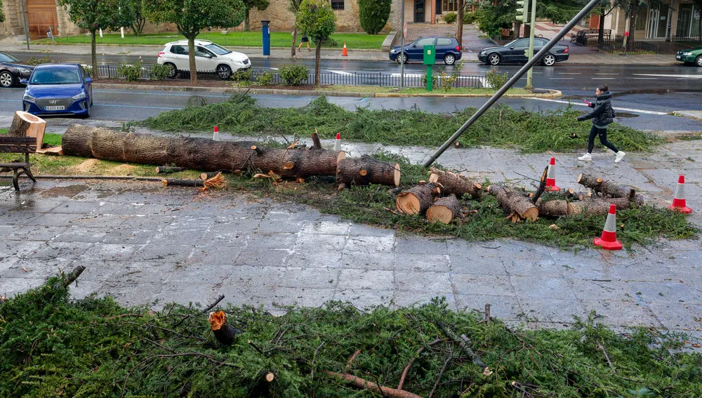  la borrasca 'Ciarán' ha arrancado de cuajo un árbol de unos 20 metros de altura en la plaza de Santa Ana