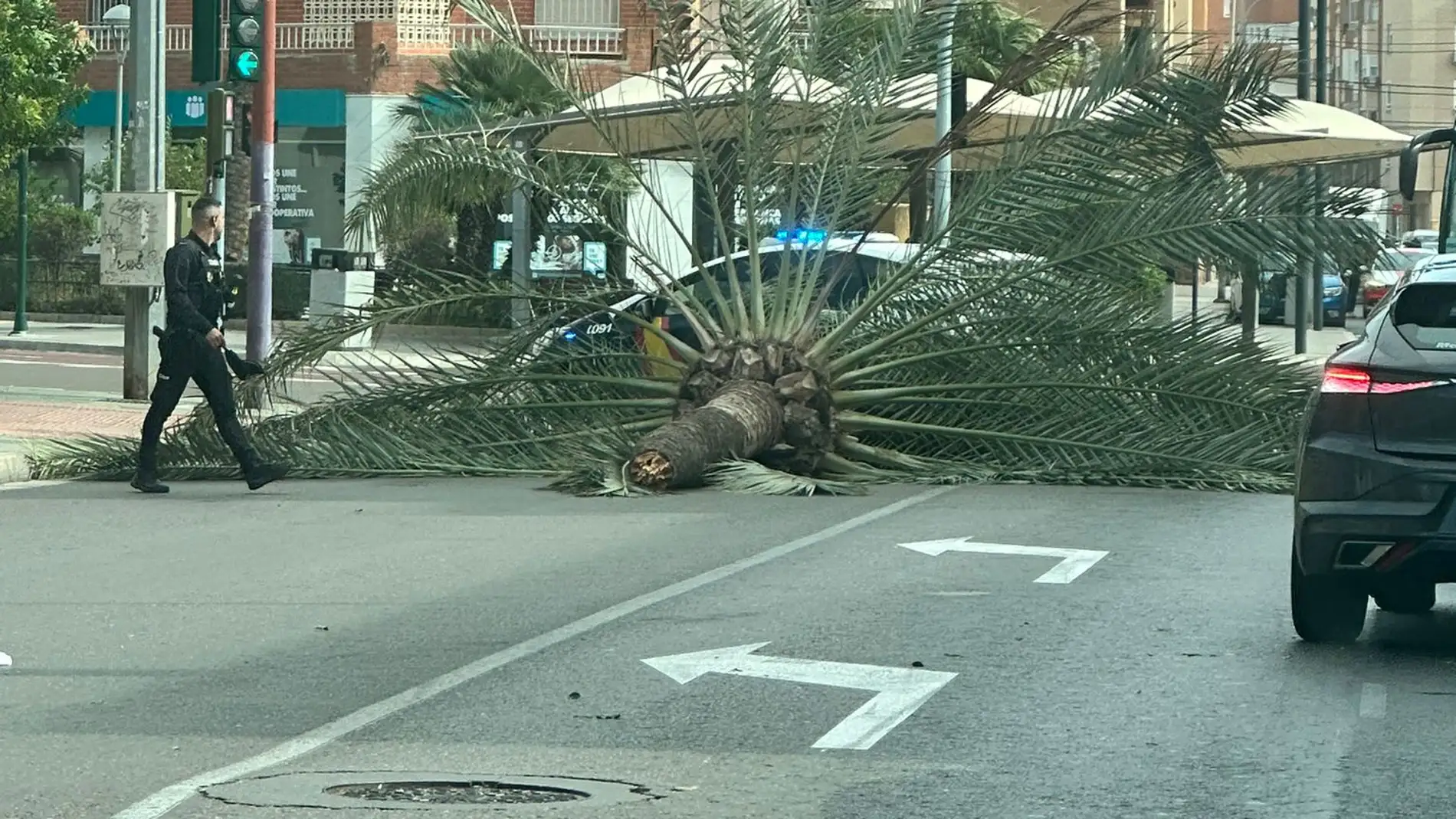 Una palmera en la Avenida Cabo de Gata