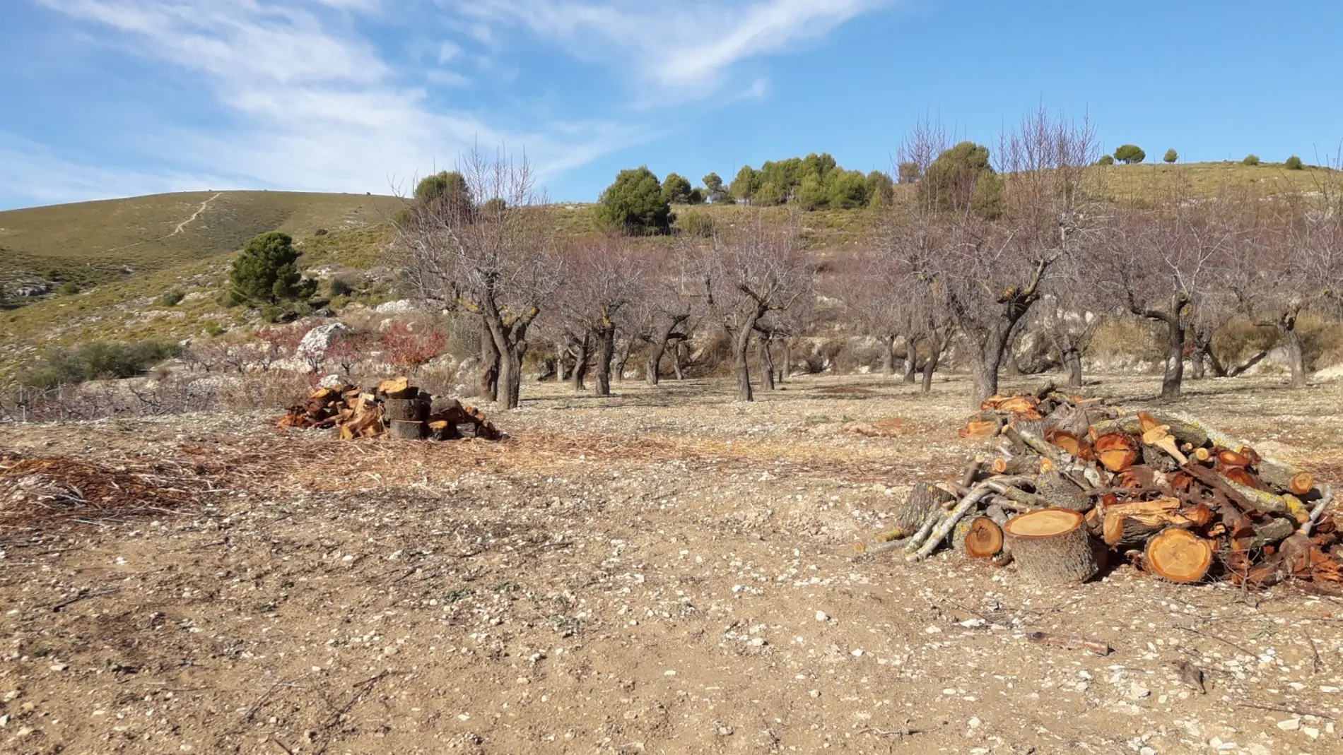 Panorama desolador de un bancal alicantino con cerezos arrancados
