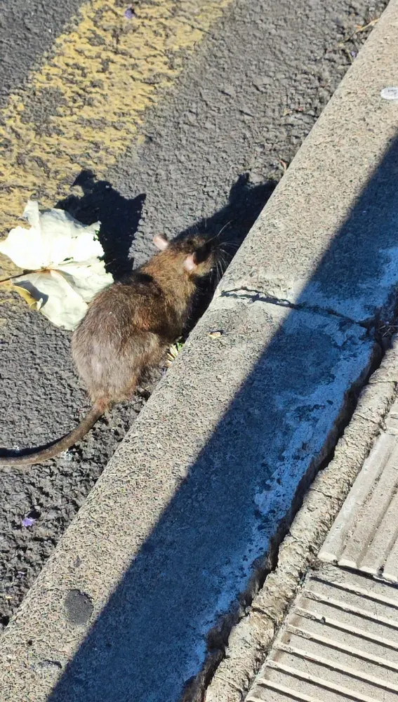 Foto de una rata en el Barrio de Salamanca de Santa Cruz de Tenerife 