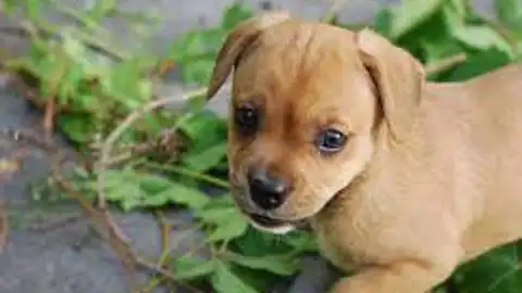 Perrito. Perrito.
