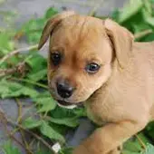Perrito. Perrito.