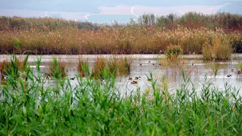 Guía birding Guía birding