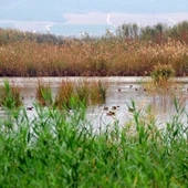 Guía birding Guía birding