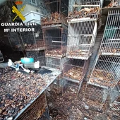 Instalaciones en estado insalubre donde se hacinaban los animales, dos de ellos muertos. Instalaciones en estado insalubre donde se hacinaban los animales, dos de ellos muertos.