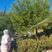 Actuaciones contra la Procesionaria del Pino en Finestrat