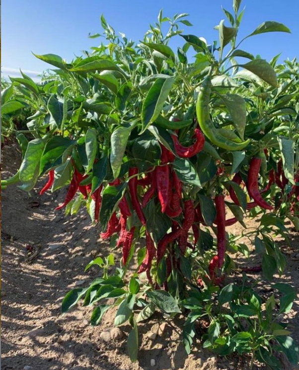 ASAJA denuncia un "atraco" de Agroseguro a los apicultores, tabaqueros y productores de pimentón de La Vera ASAJA denuncia un "atraco" de Agroseguro a los apicultores, tabaqueros y productores de pimentón de La Vera