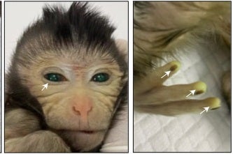Nace el primer mono quimérico con células madre procedentes de otro embrión de mono Nace el primer mono quimérico con células madre procedentes de otro embrión de mono