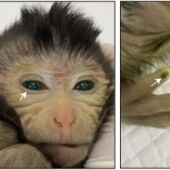 Mono quimérico nacido en el Laboratorio de Shangái en China