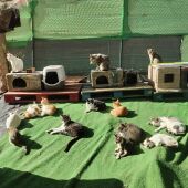 Colonia de gatos de AGREVICE en Ceuta