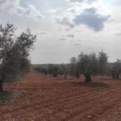 Olivar Olivar